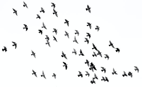 Short Story: The Day The Birds Stopped Singing